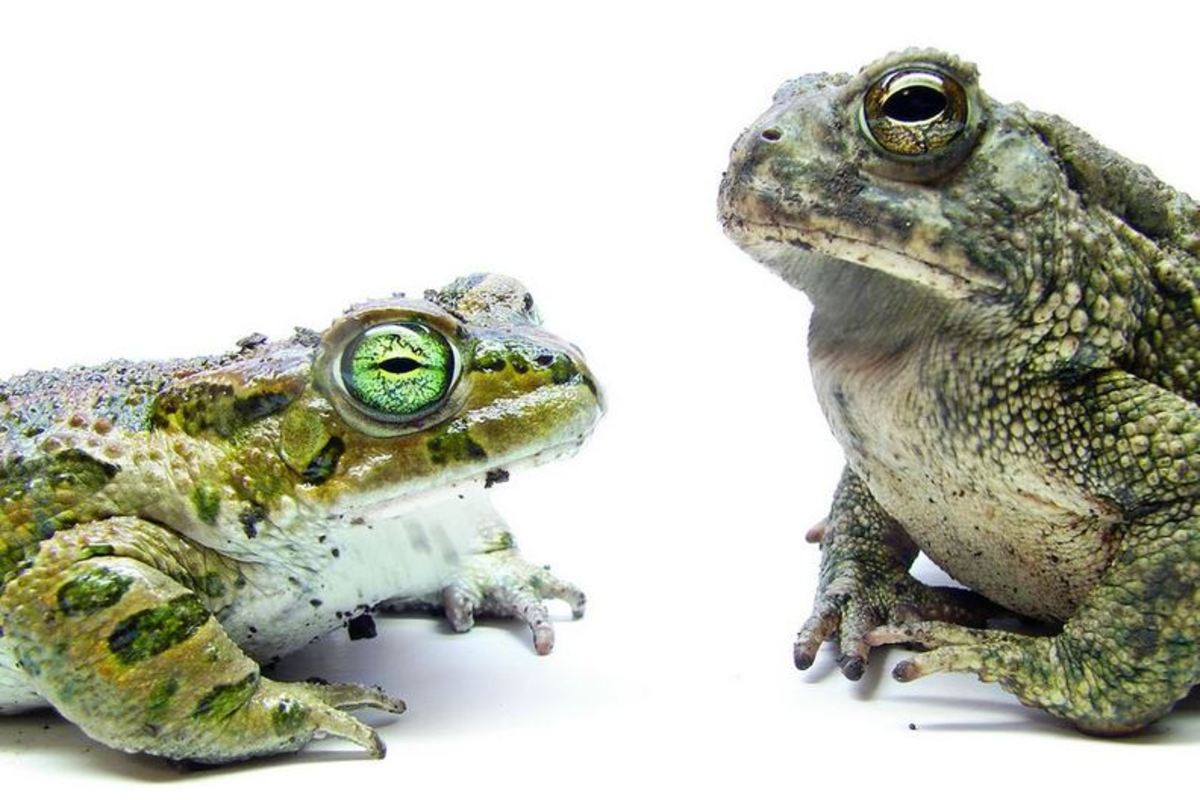 Is your brand asking stakeholders to kiss the frog